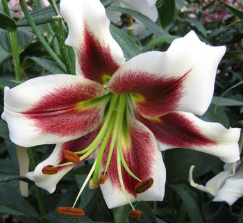 'Leslie Woodriff' - Orienpet Hybrid Lily Bulb