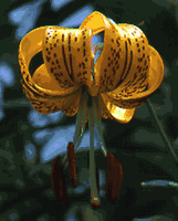 Lily Bulb - 'L. amabile luteum'