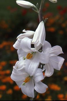 Lily Bulb - 'L. candidum'