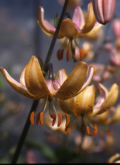 Lily Bulb - 'L. martagon 'R. O. Backhouse''