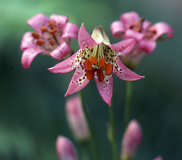 Lily Bulb - 'L. parvum 'Ditch Lily''