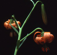 Lily Bulb - 'L. pyrenaicum var. rubrum'