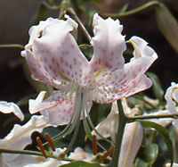 Lily Bulb - 'L. speciosum rubrum 'Cinderella''