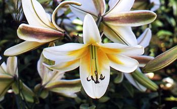 'Majestic' - Aurelian / Trumpet Hybrid Lily Bulb 'Majestic' - Aurelian / Trumpet Hybrid Lily Bulb
