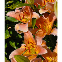 Mango Surprise - J. Mak Oriental Hybrid™ Mango Surprise - J. Mak Oriental Hybrid™