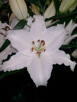 Nova Zembla - Oriental Hybrid Lily