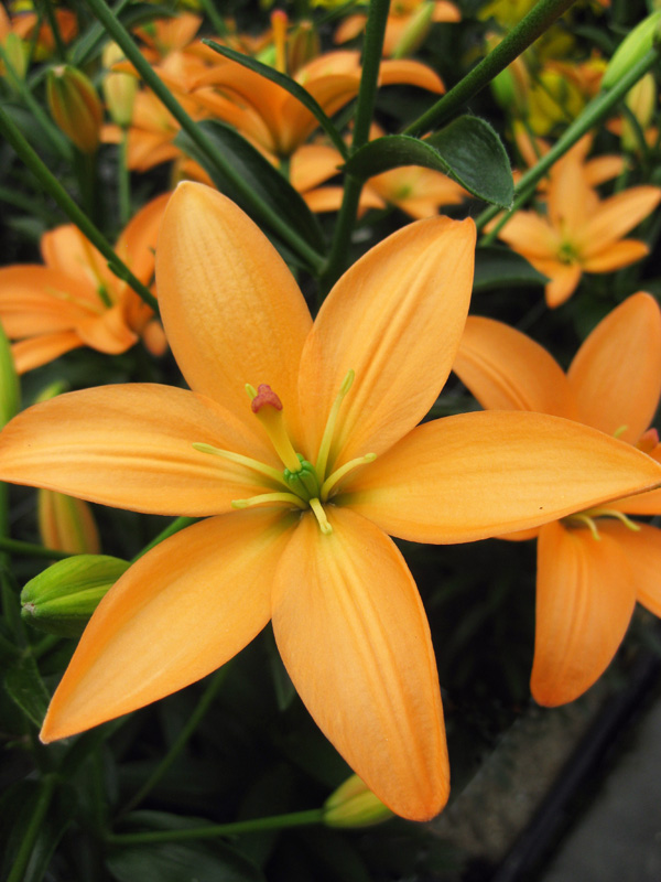 'Orange Cocotte' Asiatic Lily Bulb