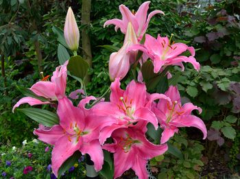 'Piceno' - Oriental Hybrid Lily