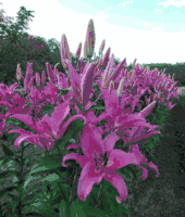 'Pink Palace' - Orienpet Hybrid Lily Bulb