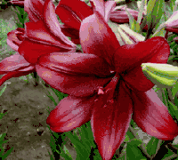 Red Alert' - Scented Asiatic Lily Bulb