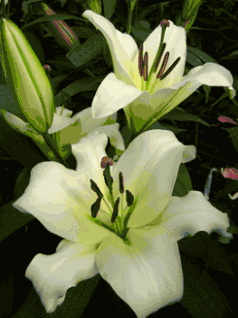 Rexona' - Orienpet Hybrid Lily Bulb