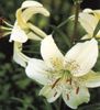 'Sweet Surrender' - Asiatic Hybrid Lily Bulb