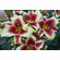 'Sweetheart' - Orienpet Hybrid Lily