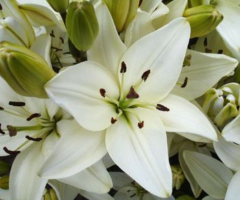 'Tiny Nanny'  - Dwarf/Pot Asiatic Hybrid Lily Bulb