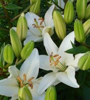 'Tiny Snowflake'  - Dwarf/Pot Asiatic Hybrid Lily Bulb