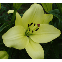 Trebbiano - Easter x Asiatic Lily