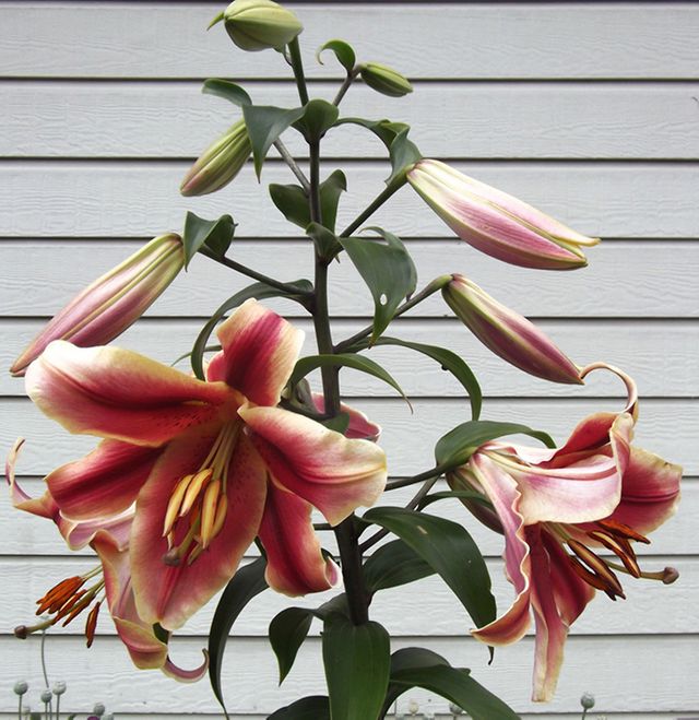 Victorian Petticoat' aka 'Smokey Mountain' - Orienpet Hybrid