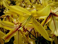 Yellow 1c Asiatic