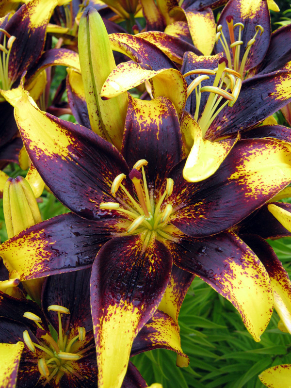 Lily Li-Ning x Disney Zootopia Sugar Platform Cream White (W