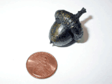 Acorn Cabinet Knob