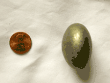 Ellipse 2 Cabinet Knob