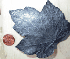 Large Maple Leaf Cabinet Knob