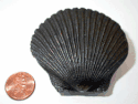 Mini Scallop Cabinet Knob Mini Scallop Cabinet Knob