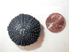 Mini Urchin Cabinet Knob