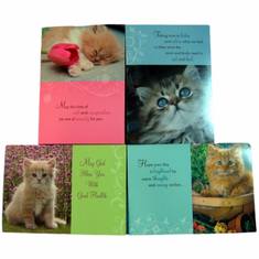 Curious Kittens-Get Well-12 Cards