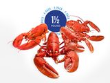 1 1/2 lb Live Maine Lobsters (4 Pack)<br>With Free Shipping!<br> <i>A Limited Time Special For November Only!</i>