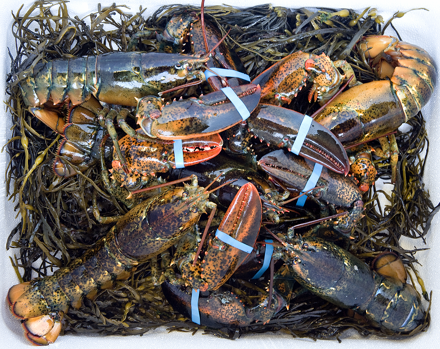24 Packs Of Live Maine Lobsters!