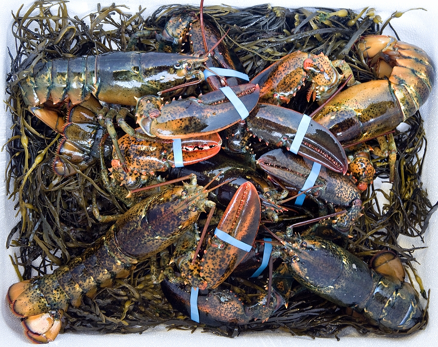 24 Packs Of Live Maine Lobsters!