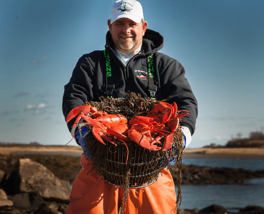 6 Pack Of 1 1/4 pound Live Maine Lobsters!