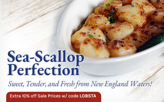 Sea-Scallop Perfection | Sweet, Tender, and Fresh from New England Waters