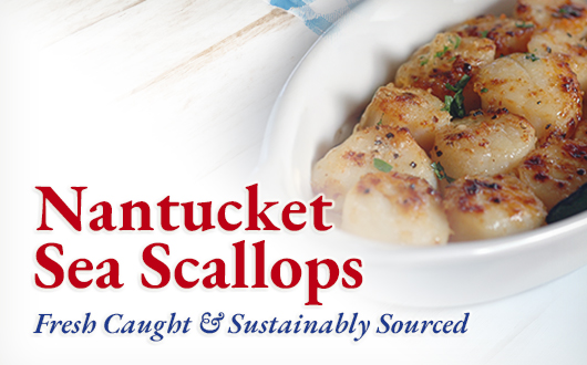 Nantucket Sea Scallops | Fresh Caught & Sustainably Sourced