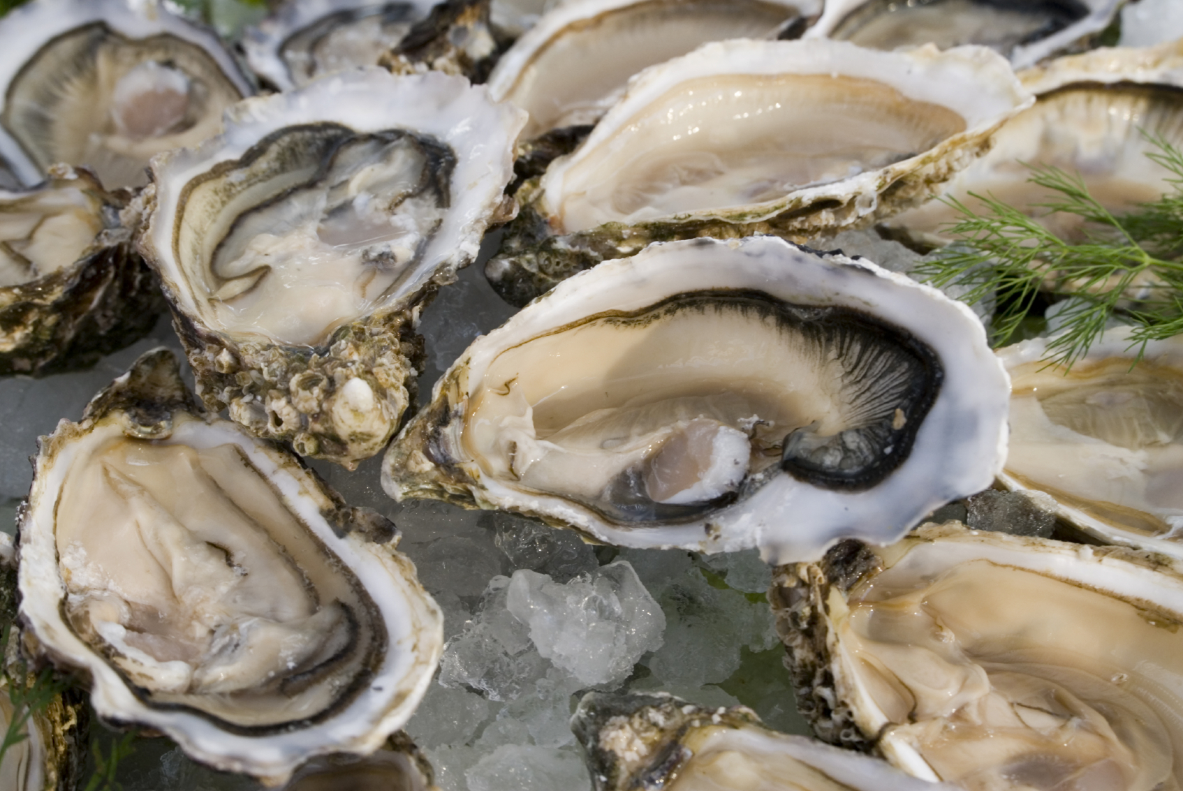 " Moonstone" Oysters!