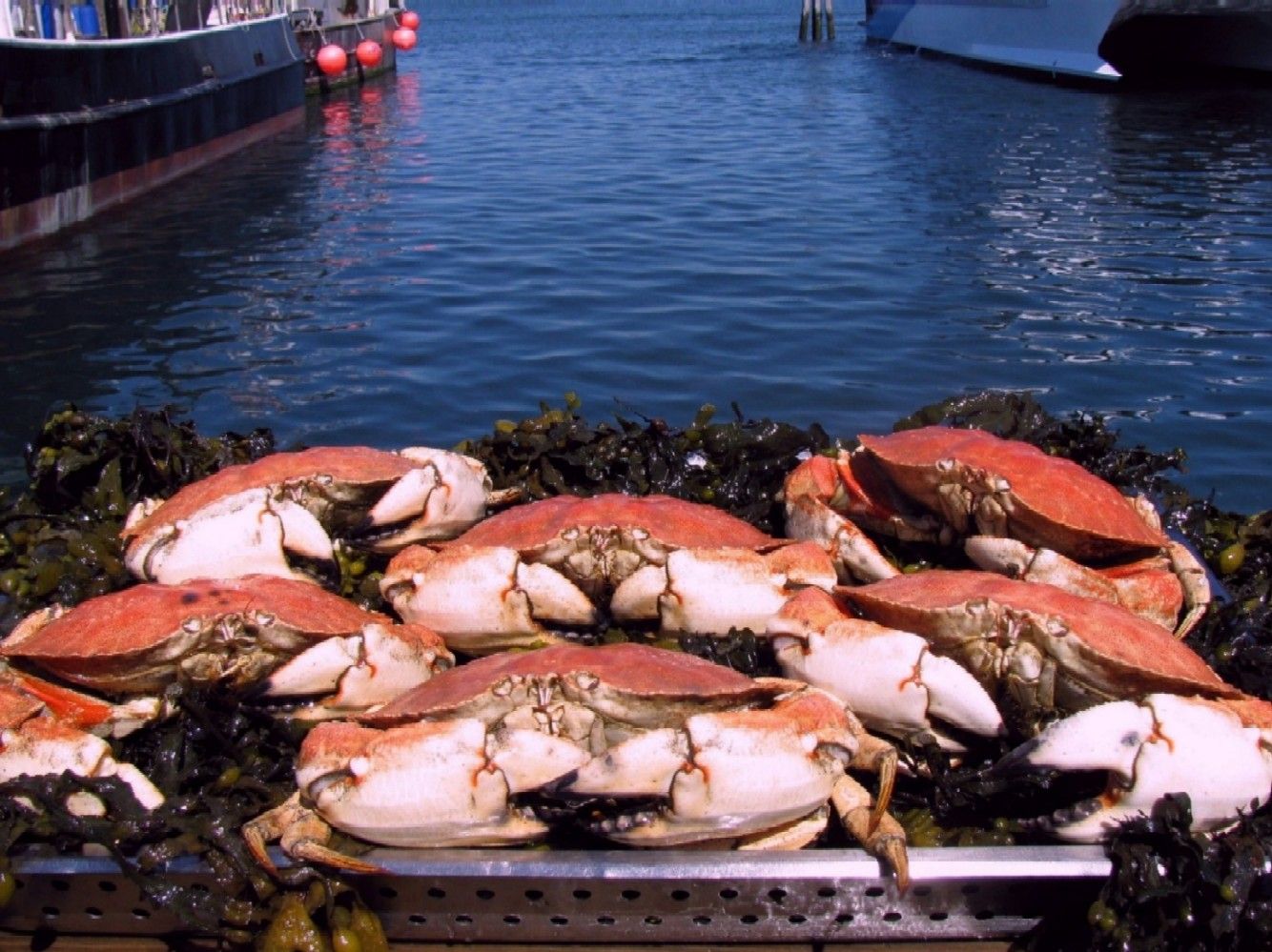 1/2 Dozen Steamed Jonah Crabs!