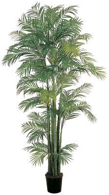 Areca Silk Palm Tree 6'