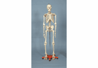 Art Skeletons