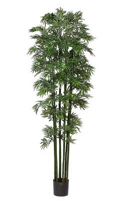 Bamboo Japanica Silk Tree 7' - Click to enlarge