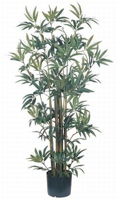 Bamboo Silk Plant 4'