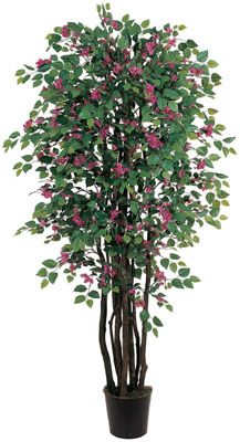Bougainvillea Silk Tree 6'