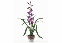 Cymbidium Orchid