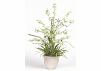 Dancing Lady Silk Orchid Plant