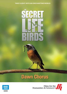Dawn Chorus: The Secret Life of Birds (Enhanced DVD)