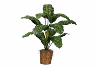 Dieffenbachia Silk Plant 3'6" - Green