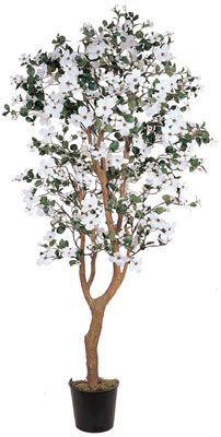 Dogwood Silk Tree 5'