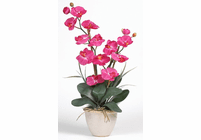Double Stem Phalaenopsis Silk Orchid Plant