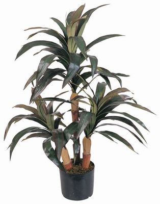 Dracaena Silk Tree 30 in - Click to enlarge