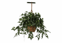 English Ivy Hanging Basket Silk Plant